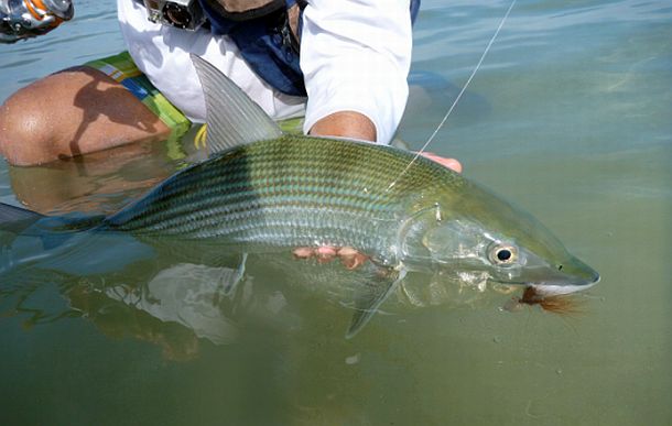 REPORT: New Caledonia – spinning in fly fishing heaven